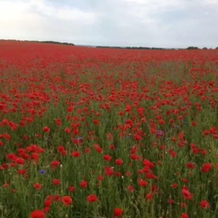 Ferienapartment Wiese & Auf Ruegen *